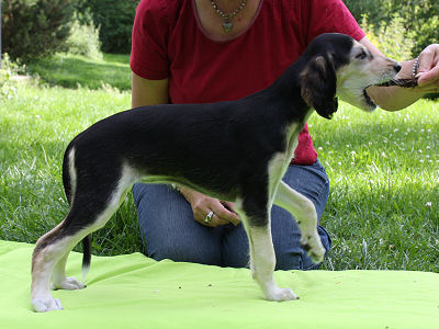 Tazillah Elmas Bluenile